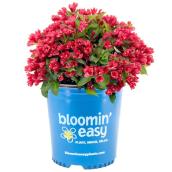 Arbuste Weigela Devry Greenhouse, 2 gal