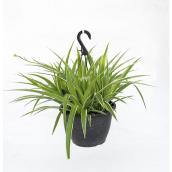 Devry Greenhouse Assorted Foliage Hanging Plant - 11-in Pot