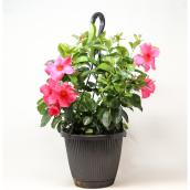 Devry Greenhouse Mandevilla in 8-in Hanging Basket