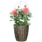 Devry Greenhouse Rose Bush in Decorative Pot - 2 Gal