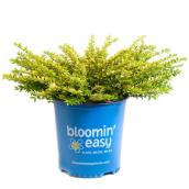Devry Greenhouse Mixed Honeysuckle Thunderbolt Bush - Bloomin' Easy Perennial - 2-Gal