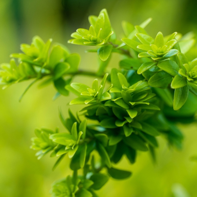 Devry Greenhouse Mixed Honeysuckle Thunderbolt Bush - Bloomin' Easy Perennial - 2-Gal