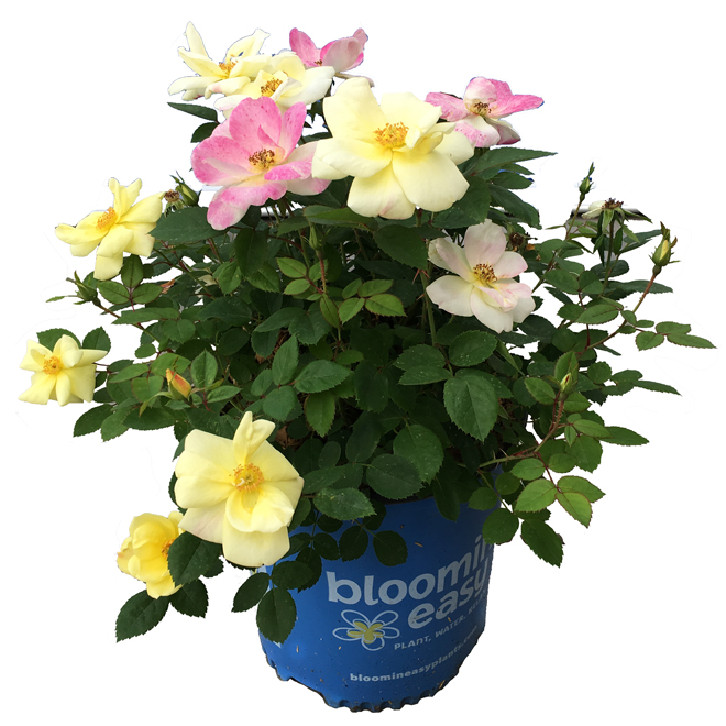 Devry Greenhouse Peach Lemonade Rose Bush 2-Gallon Pot