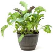 Bol comestible Lett'uce Garden, plantes assorties, 8 po