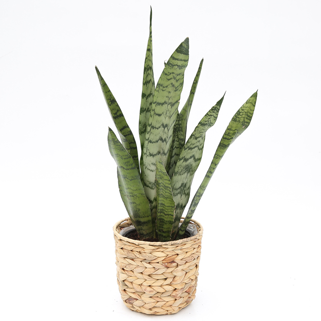 Devry Greenhouse Tropical Plant In A In A Wicker Pot 6 In Assorted Li6wvn Rona 2248