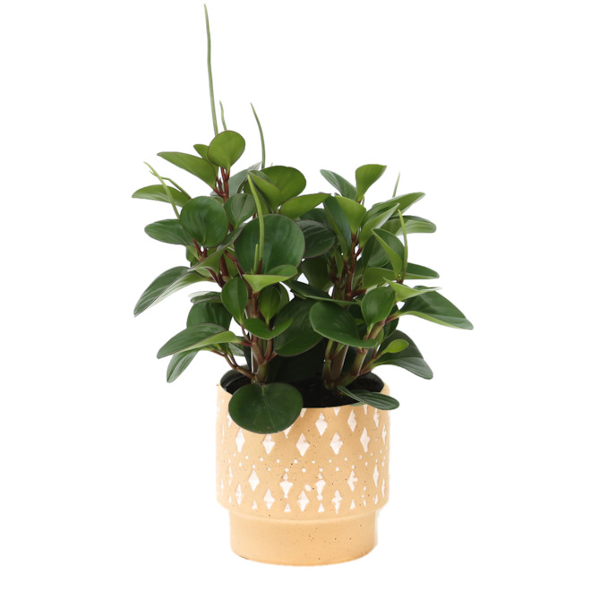 Devry Greenhouse Tropical Plant In A 6 In Desert Clay Pot Li6dct Rona 6284