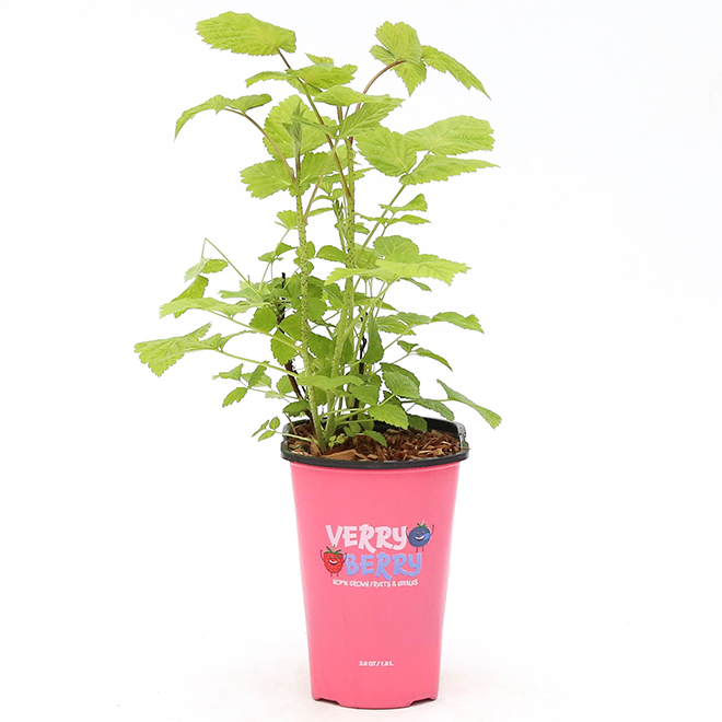 Devry Greenhouse Very Berry Raspberry Plant - 1-gal