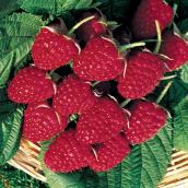 Devry Greenhouse Very Berry Raspberry Plant - 1-gal