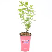 Plant de petits fruits Very Berry Devry Greenhouse, 1 gal