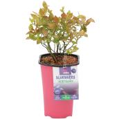 Plant de bleuets Very Berry Devry Greenhouse, 1 gal