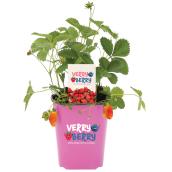 Devry Greenhouse Very Berry Strawberry Plant - 1-gal