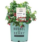 Devry Greenhouse Baby Cakes Dwarf Blackberry Bush - Bushel & Berry - 1-Gal