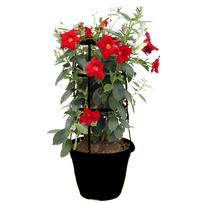 Devry Greenhouse Mandevilla - 10-in Pot