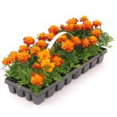 Devry Greenhouse Assorted Annuals - 4.3-in Pot