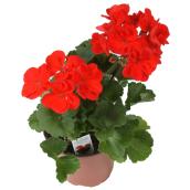 Annuelles assorties Devry Greenhouse, pot 3,5 po