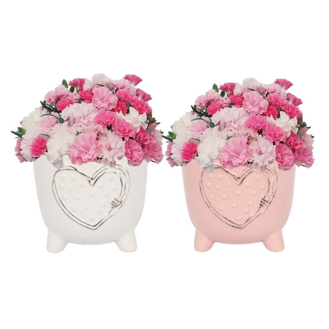 Pink and White Carnation Plant in a 6-in Pot on Stand