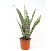 Plante Sanseveria en pot 4 po