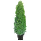 Brandon 7-Gallon 4-6-Ft Fall Cedar