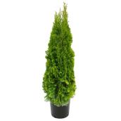 Emerald 10-Gallon 6-7-Ft Fall Cedar