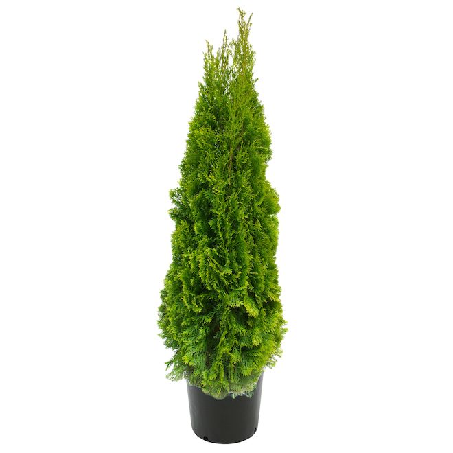 Brandon 10-Gallon 6-7-Ft Fall Cedar