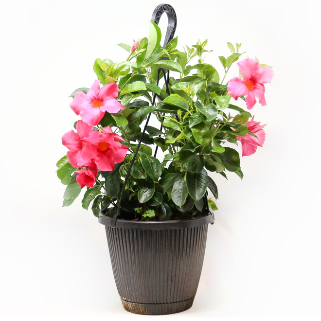 Mandevilla assortis avec panier suspendu 10 po
