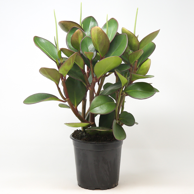 Peperomia Interior Plant in a 6-in W Pot