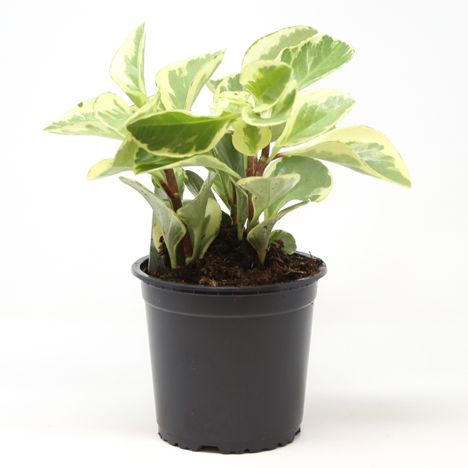 Peperomia Interior Plant in a 6-in W Pot