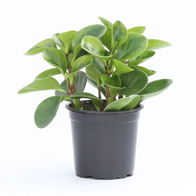 Peperomia Interior Plant in a 6-in W Pot