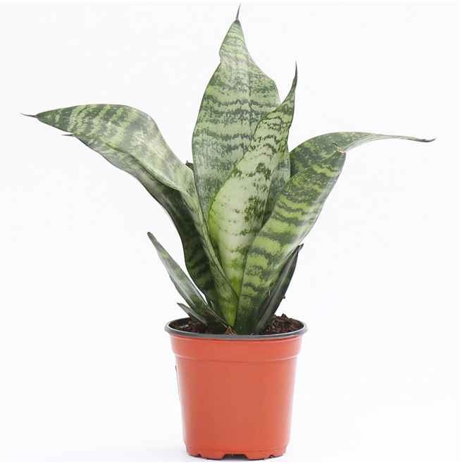 Sansevaria Interior Plant in a 4-in W Pot