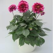 RONA Tall Dahlia in 12-in White Pot - Assorted Multicoloured Flowers