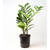 Assorted Foliage Interior Plant in a 6-in W Pot