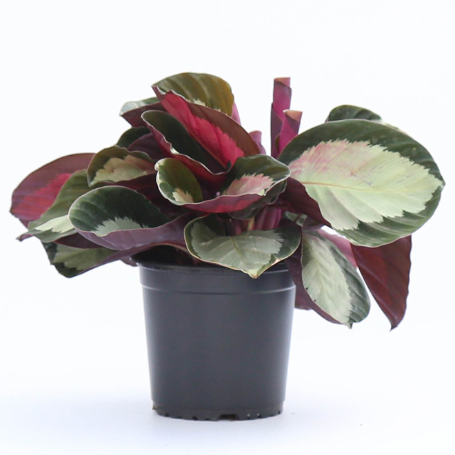 Calathea Interior Plant in a 6-in W Pot