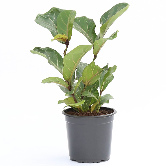 Fiddle Leaf Interior Plant in a 6-in W Pot