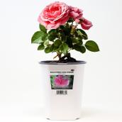 Multicolour Hardy Rose in a 1-gal. Pot