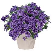 RONA Calibrachoa Annual Plant in 8-in White Pot for Patios - Purple