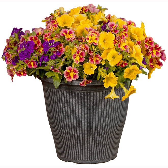 RONA Calibrachoa Annual Plant in 12-in White Pot for Patios - Multicolour