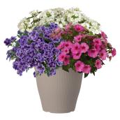 RONA Calibrachoa Annual Plant in 12-in White Pot for Patios - Multicolour
