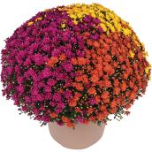 Multicolour 13-in Potted Mums - 3 Colours