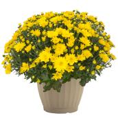 10-in Patio Potted Mums - 1 colour