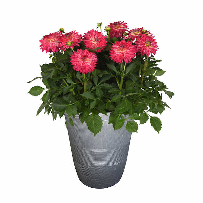 RONA Assorted Dahlia Plant in Decorative 11-in Pot