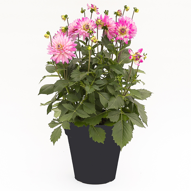 RONA Assorted Dahlia Plant in Decorative 11-in Pot