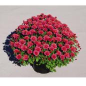 Mum Garden 9-in Assorted Colours