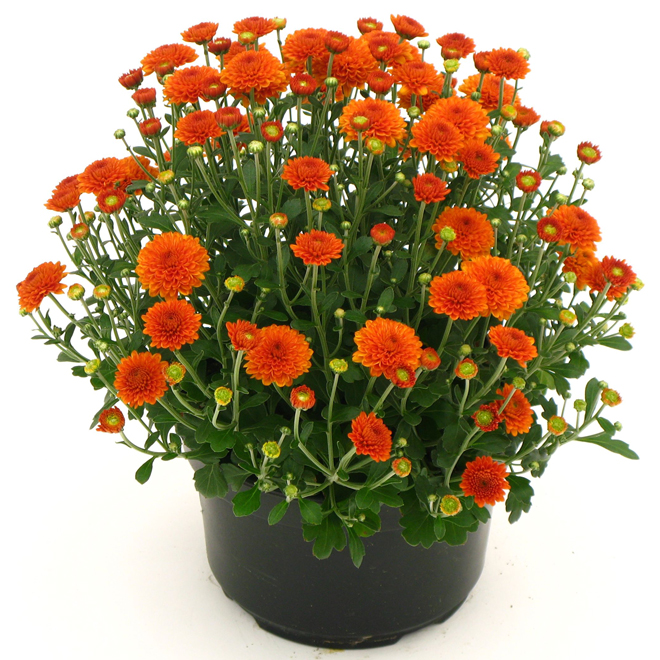 RONA Mum Garden 9-in Assorted Colours 34509 | RONA