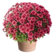 Chrysanthèmes en pot Serres Mirabel 12 po couleurs assorties