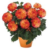 Dahlia XXL, Serres Mirabel, pot de 10'', couleurs assorties