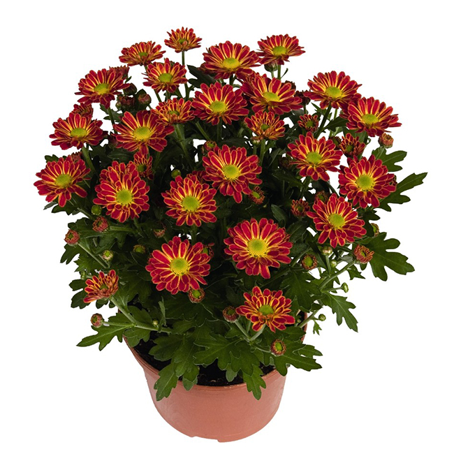 Potted Chrysanthemum  - Fall Model - 6-in - Assorted Colours