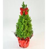 Épinette Alberta, Westbrook Florale, cache-pot, 5''
