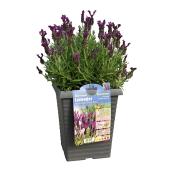 Lavender in 2-gal. Pot - Assorted