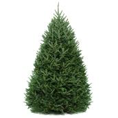 Assorted Natural 6-ft to 8-ft Christmas Balsam Fir Tree Grown in Quebec