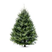 Assorted Natural 6-ft to 8-ft Christmas Cook Fir Tree Grown in Quebec